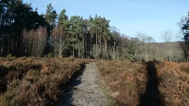 Stanley Common Walks, Sussex