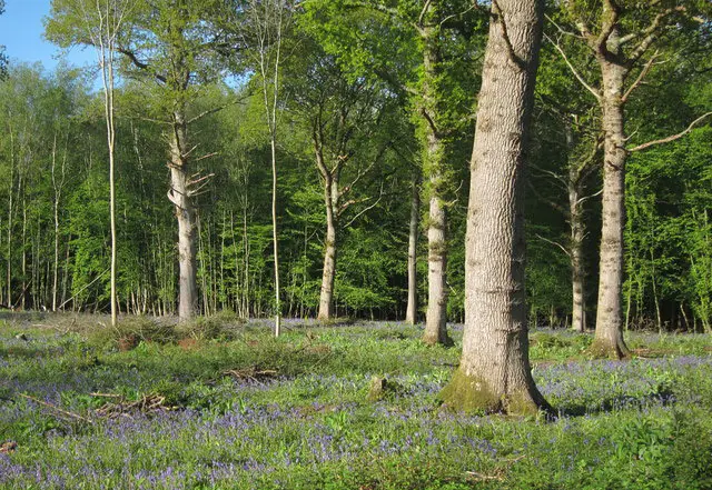 Stonegate walk, Sussex