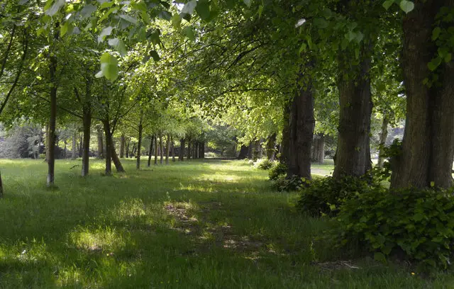 Tunbridge Wells Common Walk, Sussex