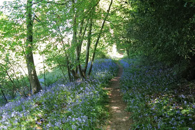 Waste Wood Walks, Sussex