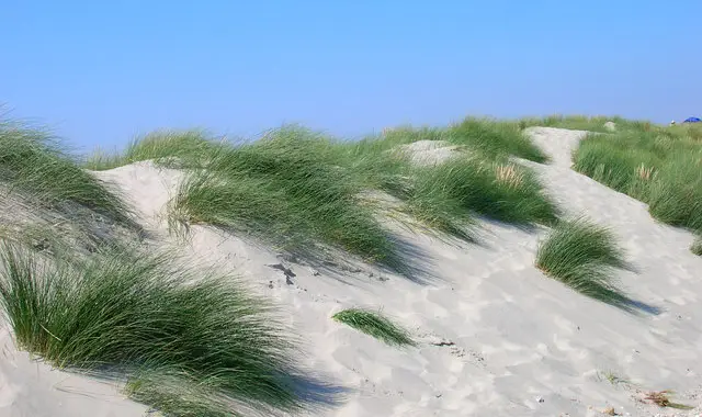 West Wittering Walk, Sussex