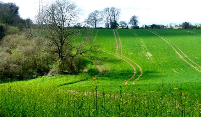 West Marden Walks, Sussex