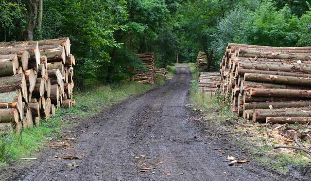Bentley Wood Walks, Wiltshire