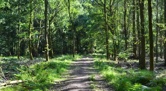 Blackmoor Copse Walk, Wiltshire