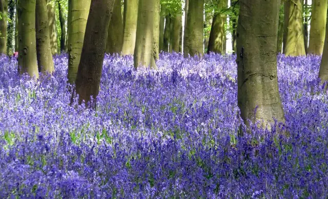 Coleshill Walks, Wiltshire