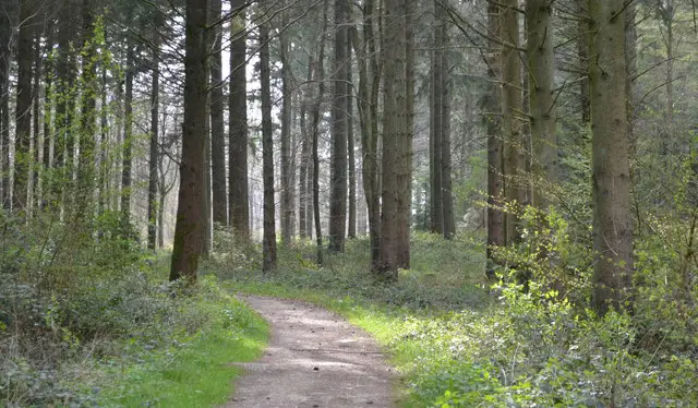 Farley Walks, Wiltshire