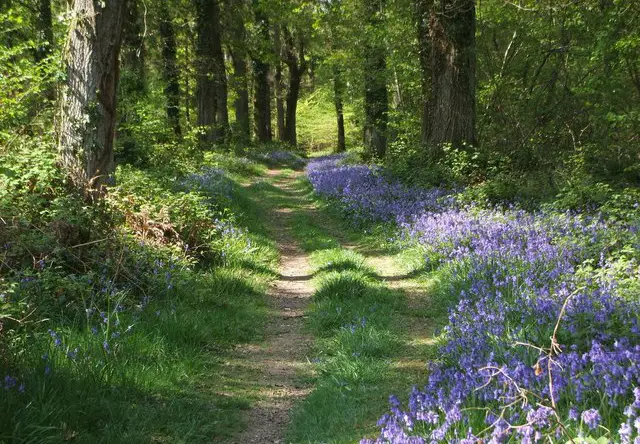 The Great Copse Walk, Wiltshire