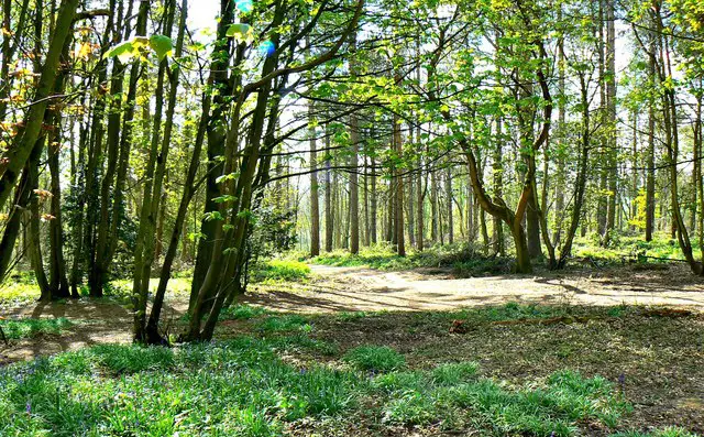 Great Coxwell Walk, Wiltshire