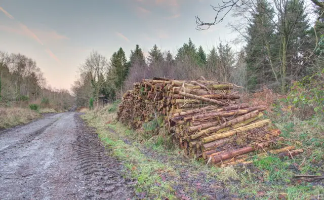 Grovely Woods Walks, Wiltshire