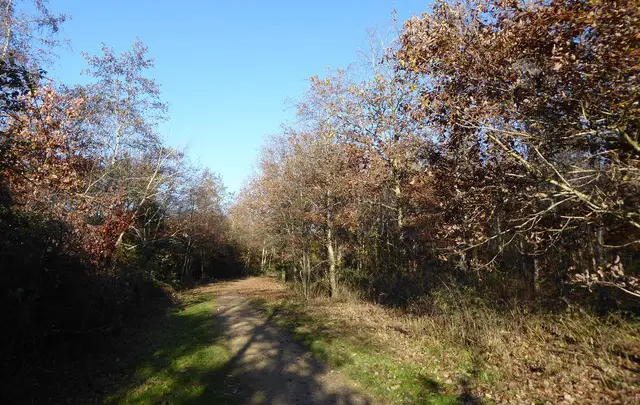 Nightingale Wood Walk, Wiltshire