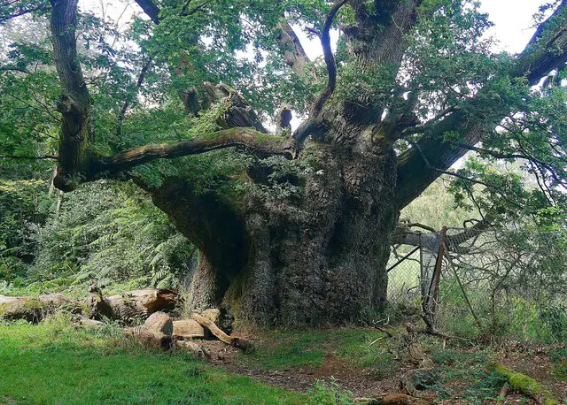 Savernake Forest Walks, Wiltshire