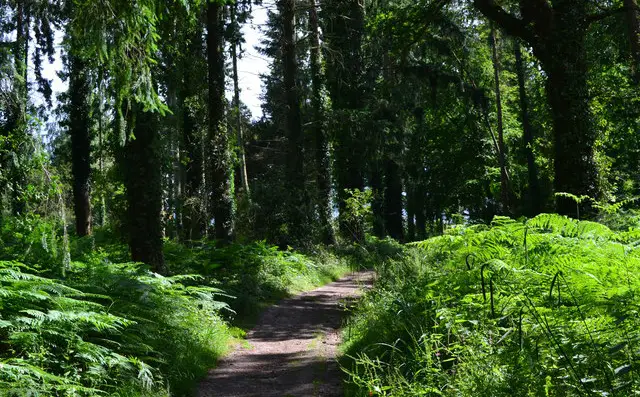 Spearywell Wood Walks, Wiltshire
