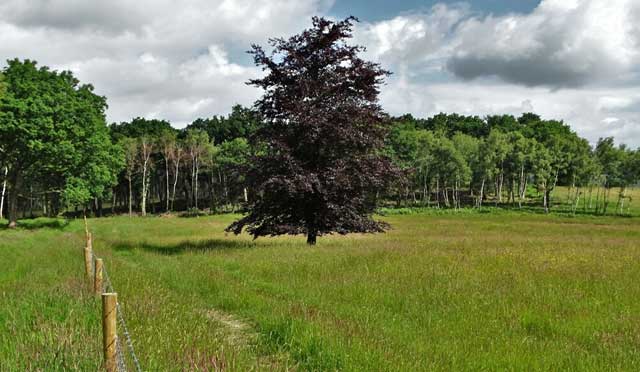 Tisbury Walks, Wiltshire