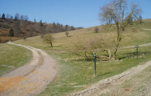Tollard Royal Walks, Wiltshire