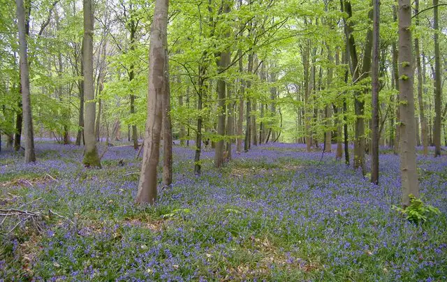 Webbs Wood Walk, Wiltshire